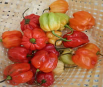 Piments Antillais